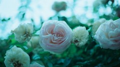 5月25日(日)遺言・相続の無料相談会