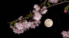 サンレイクかすやの夜桜