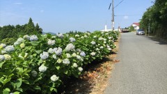 森林セラピー篠栗 荒田高原のあじさいロード～若杉山登山1