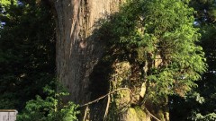 森林セラピー篠栗 荒田高原のあじさいロード～若杉山登山2