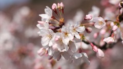 伊野天照皇大神宮の桜2016